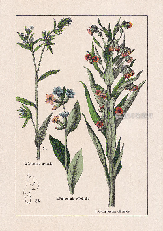 Magnoliids, Asterids, chromolithography，出版于1895年